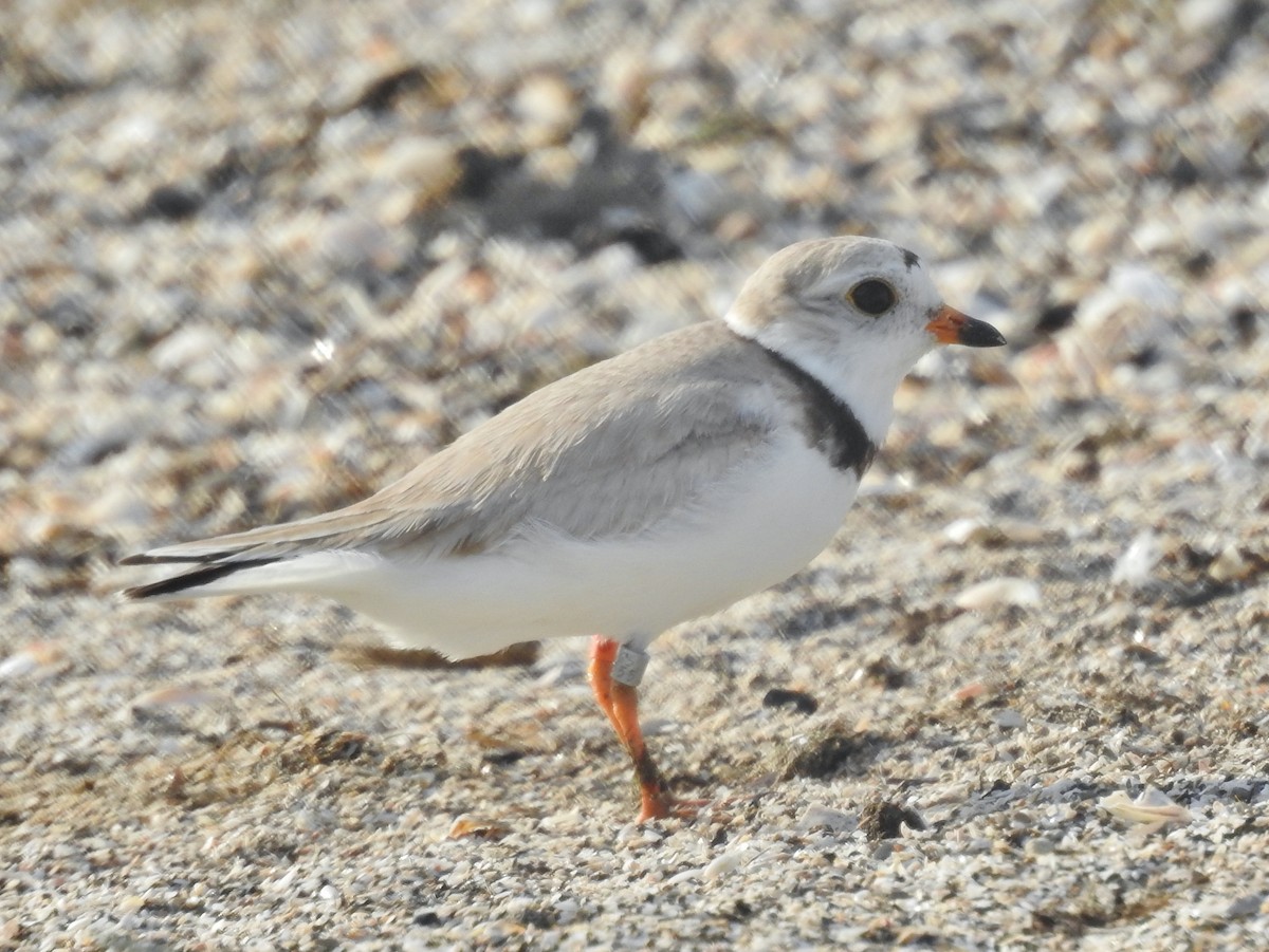 Piping Plover - ML621247078