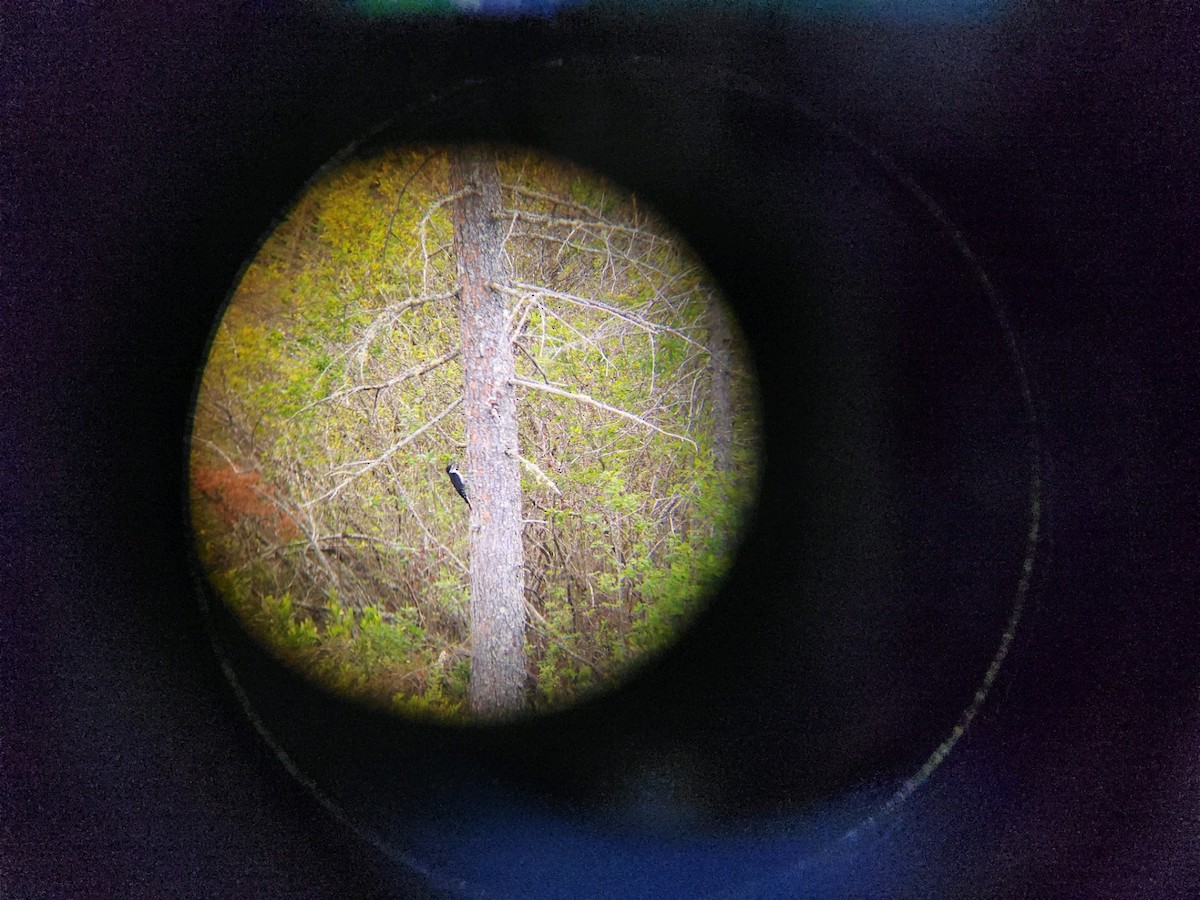 Black-backed Woodpecker - ML621247083