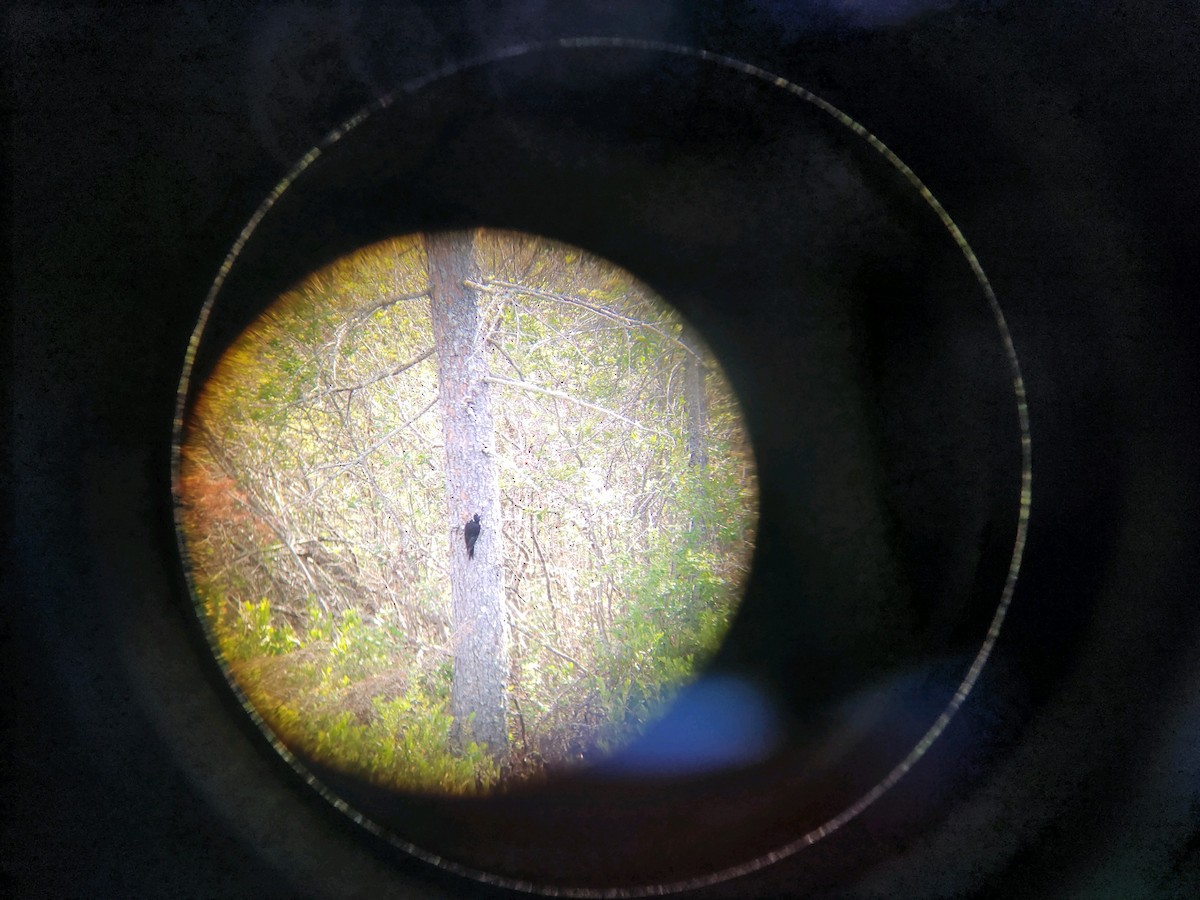 Black-backed Woodpecker - ML621247085