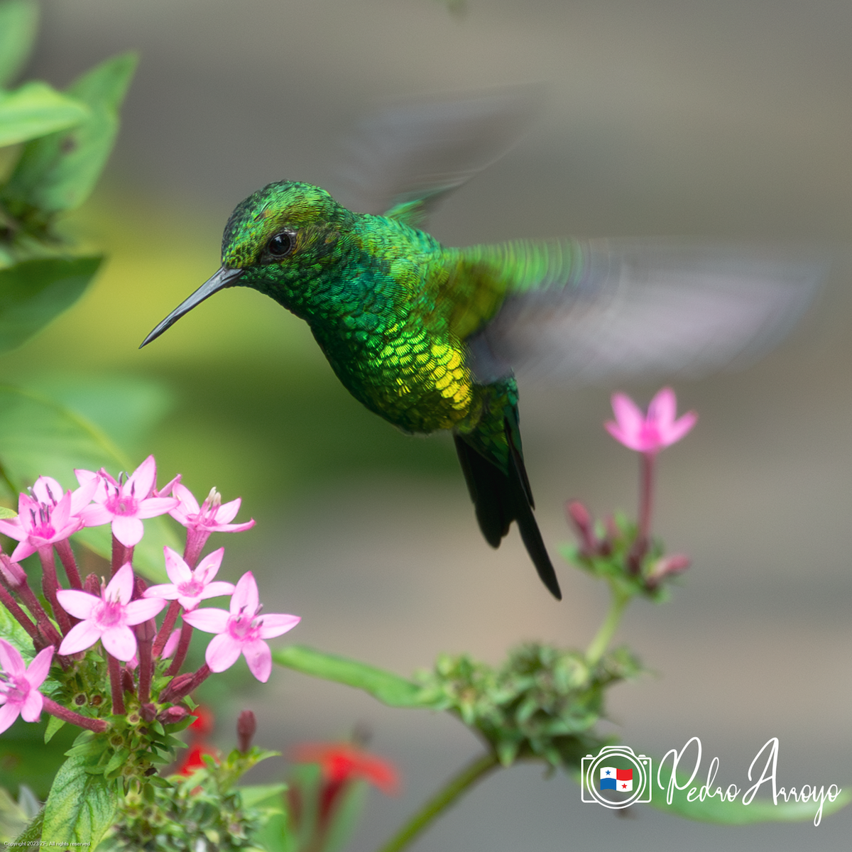 kolibřík zahradní - ML621247086