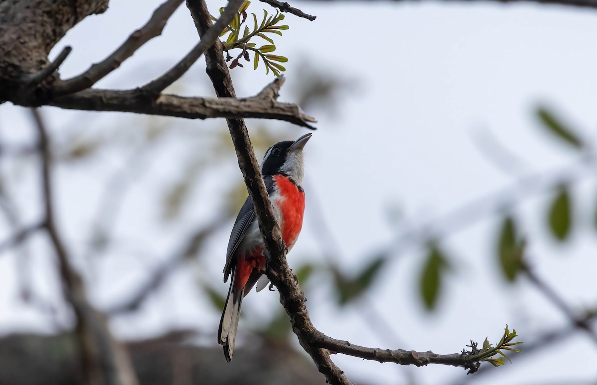 Red-breasted Chat - ML621247094