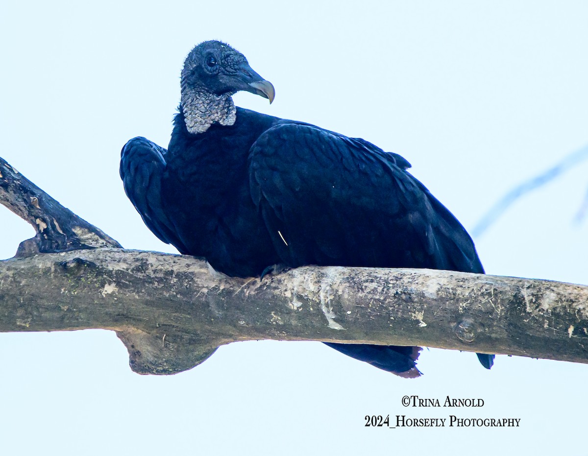 Black Vulture - ML621247097