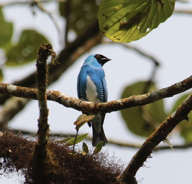 Swallow Tanager - ML621247104