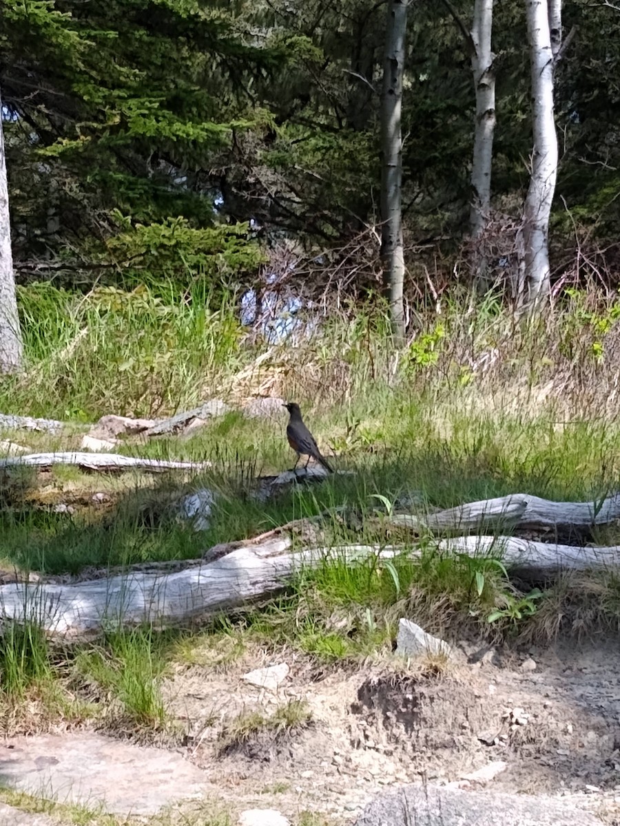 American Robin - ML621247157