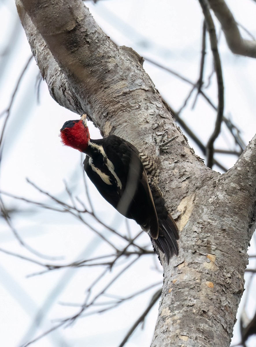 Pale-billed Woodpecker - ML621247185