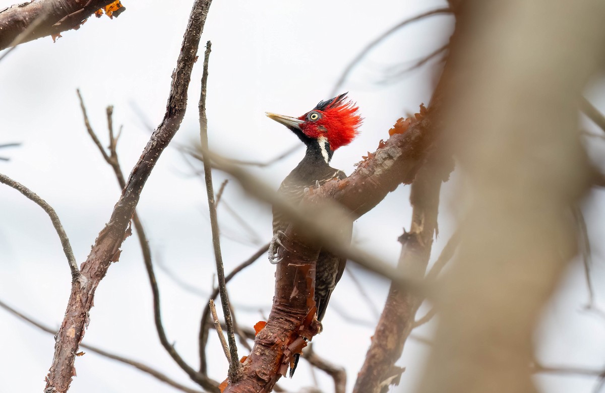Pale-billed Woodpecker - ML621247186