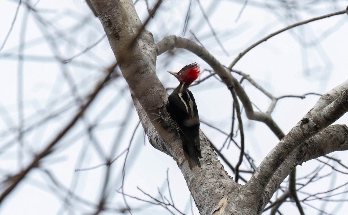 Pale-billed Woodpecker - ML621247188