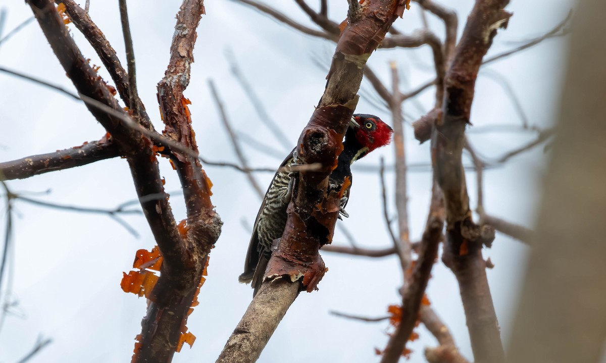 Pale-billed Woodpecker - ML621247190