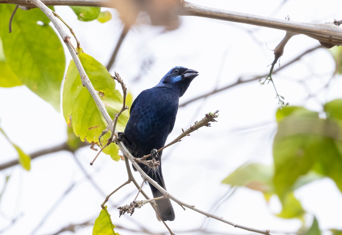 Blue Bunting (West Mexico) - ML621247201