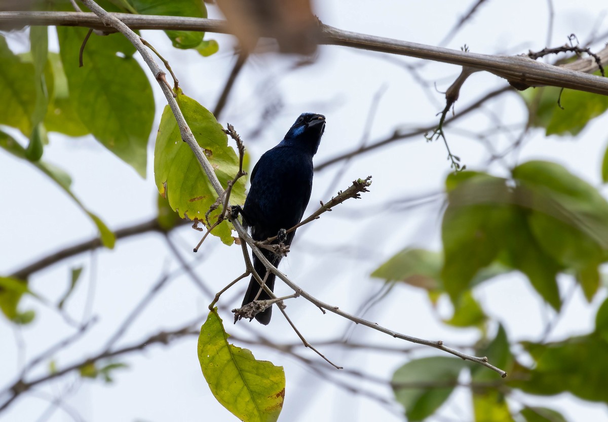 Blue Bunting (West Mexico) - ML621247202