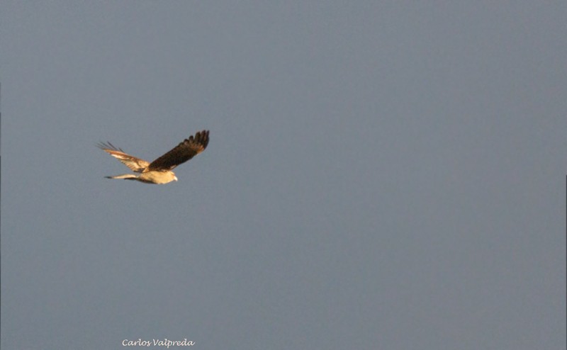 Chimango Caracara - Carlos Valpreda