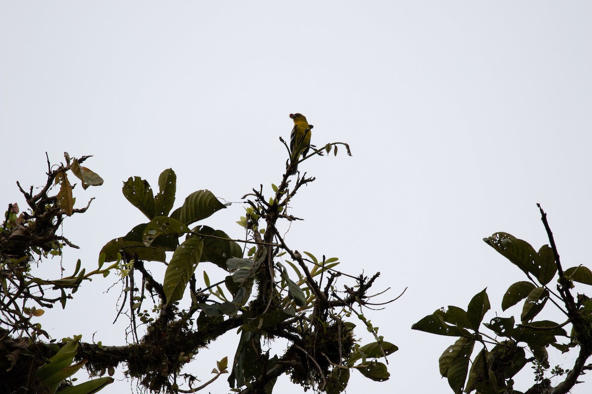 White-winged Tanager - ML621247273