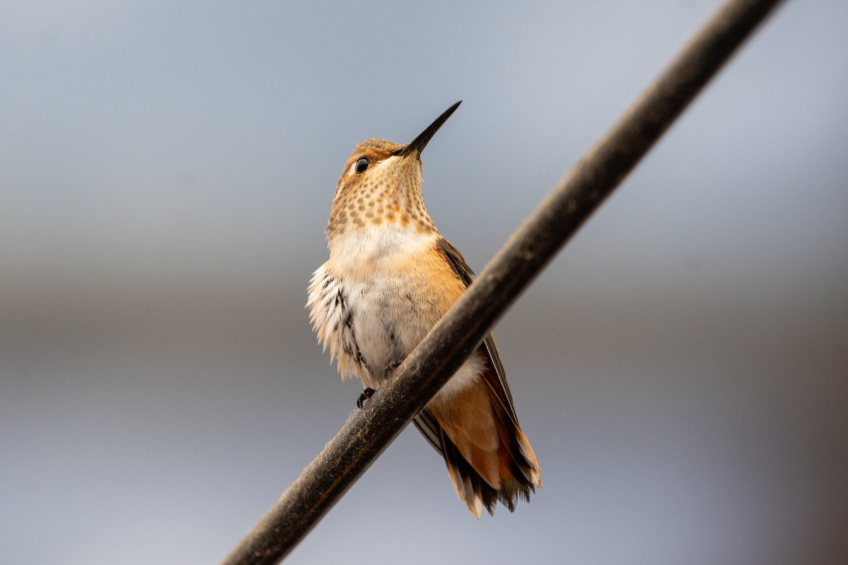 Allen's Hummingbird - ML621247282