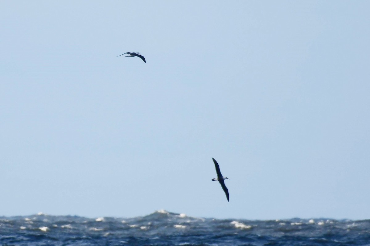 Albatros à sourcils noirs - ML621247298