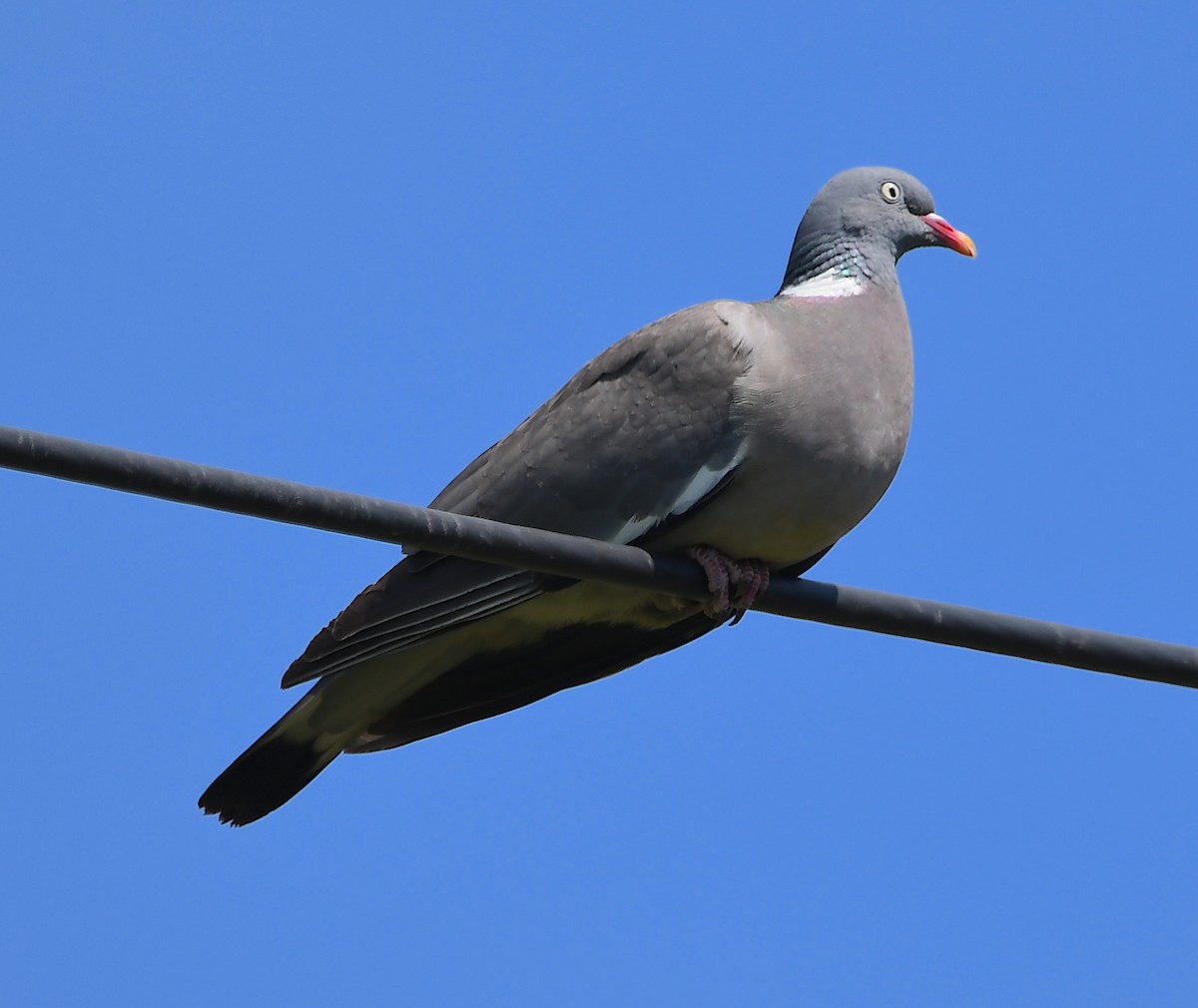 Common Wood-Pigeon - ML621247299