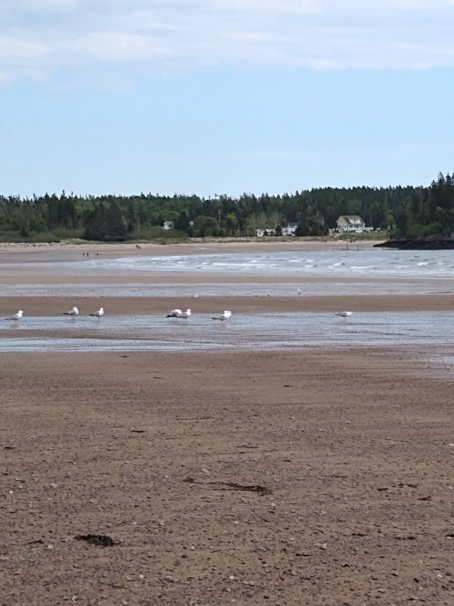 gull sp. - Jenny Luo