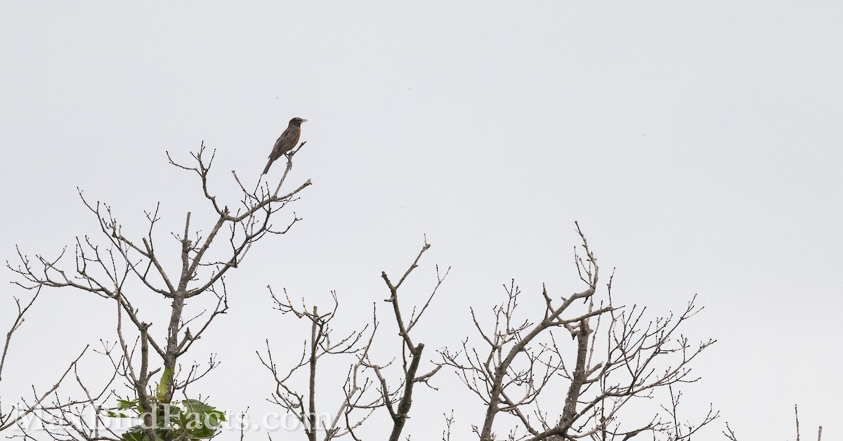 American Robin - ML621247328