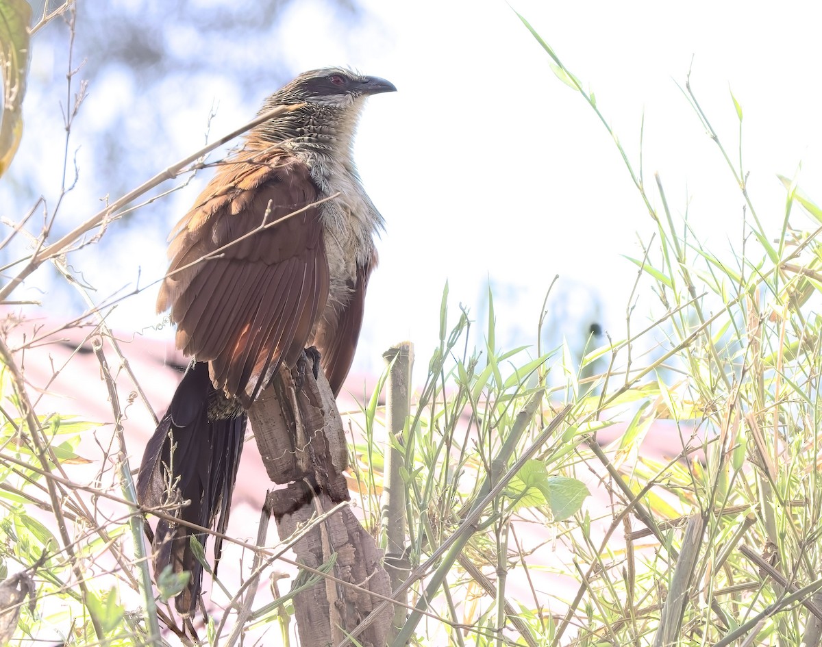 White-browed Coucal - ML621247437