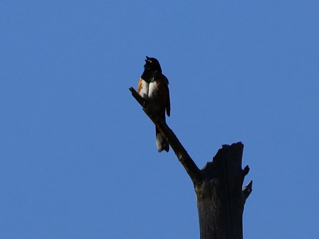 Spotted Towhee - ML621247446
