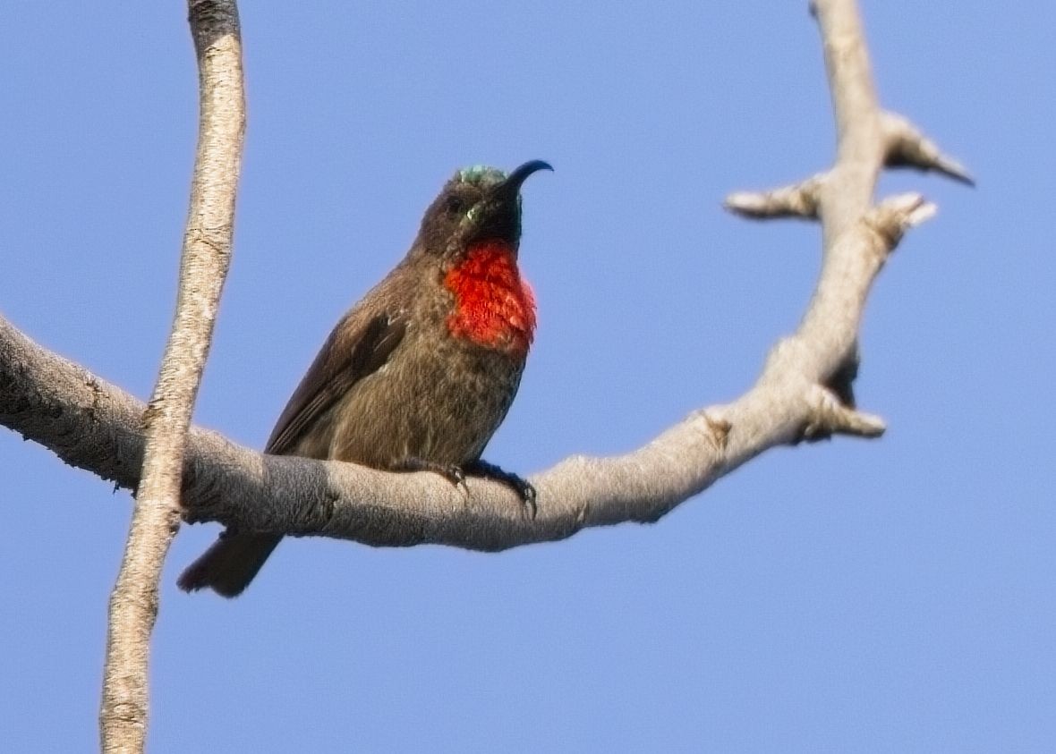 Scarlet-chested Sunbird - ML621247450