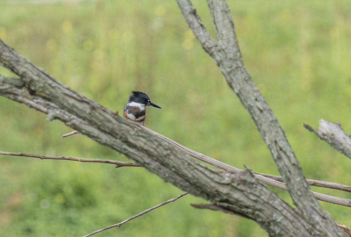 Belted Kingfisher - ML621247462