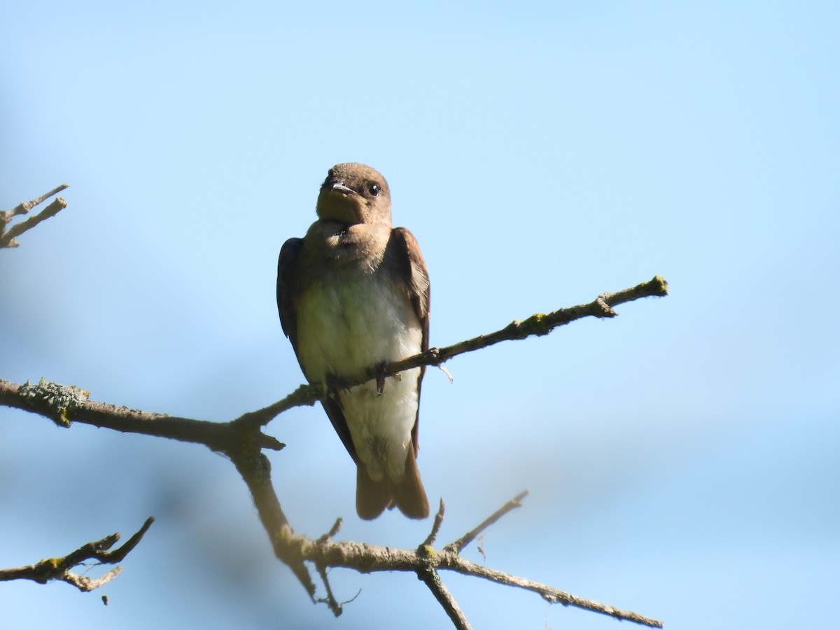 Northern Rough-winged Swallow - ML621247473