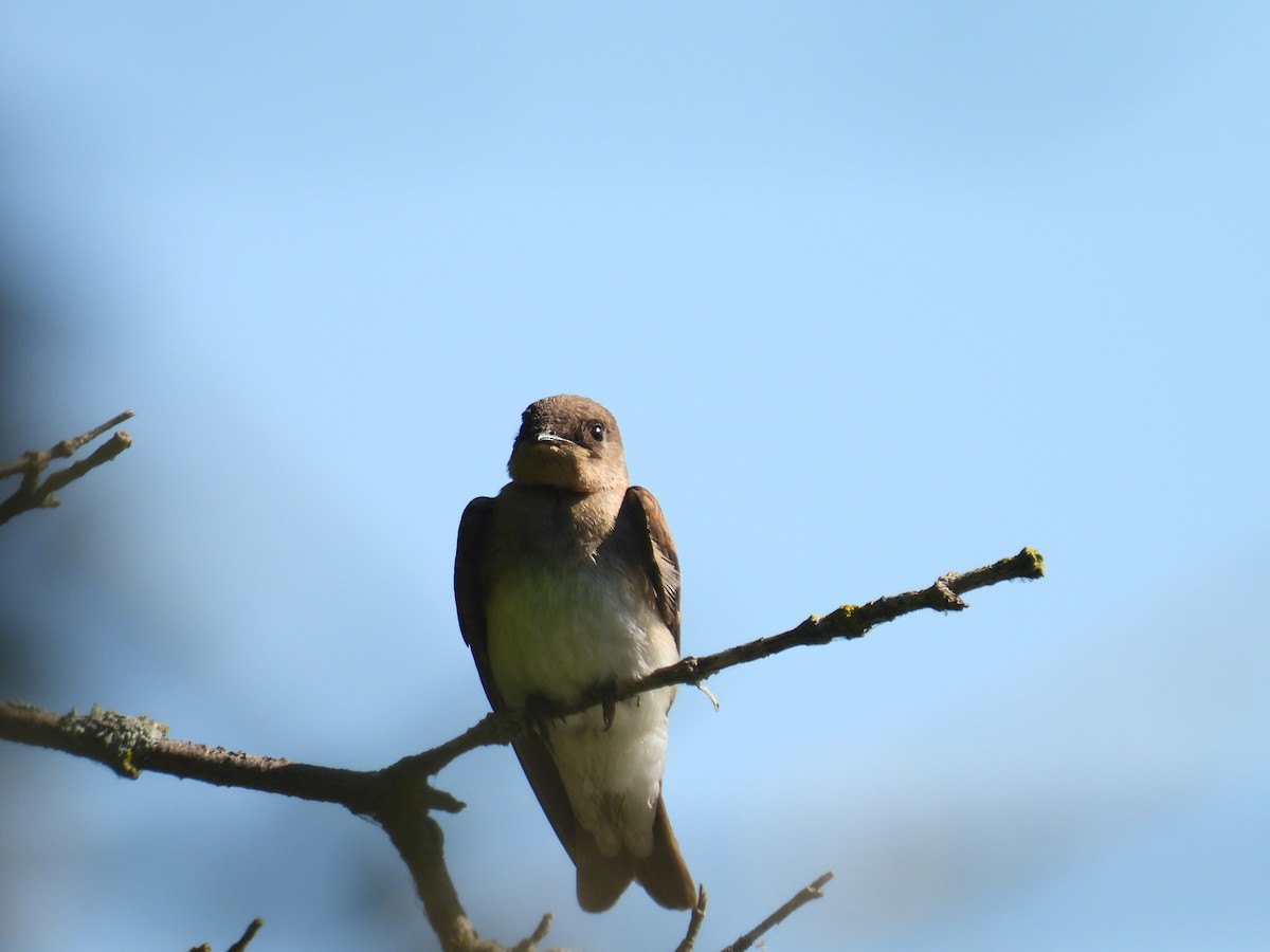 Northern Rough-winged Swallow - ML621247483