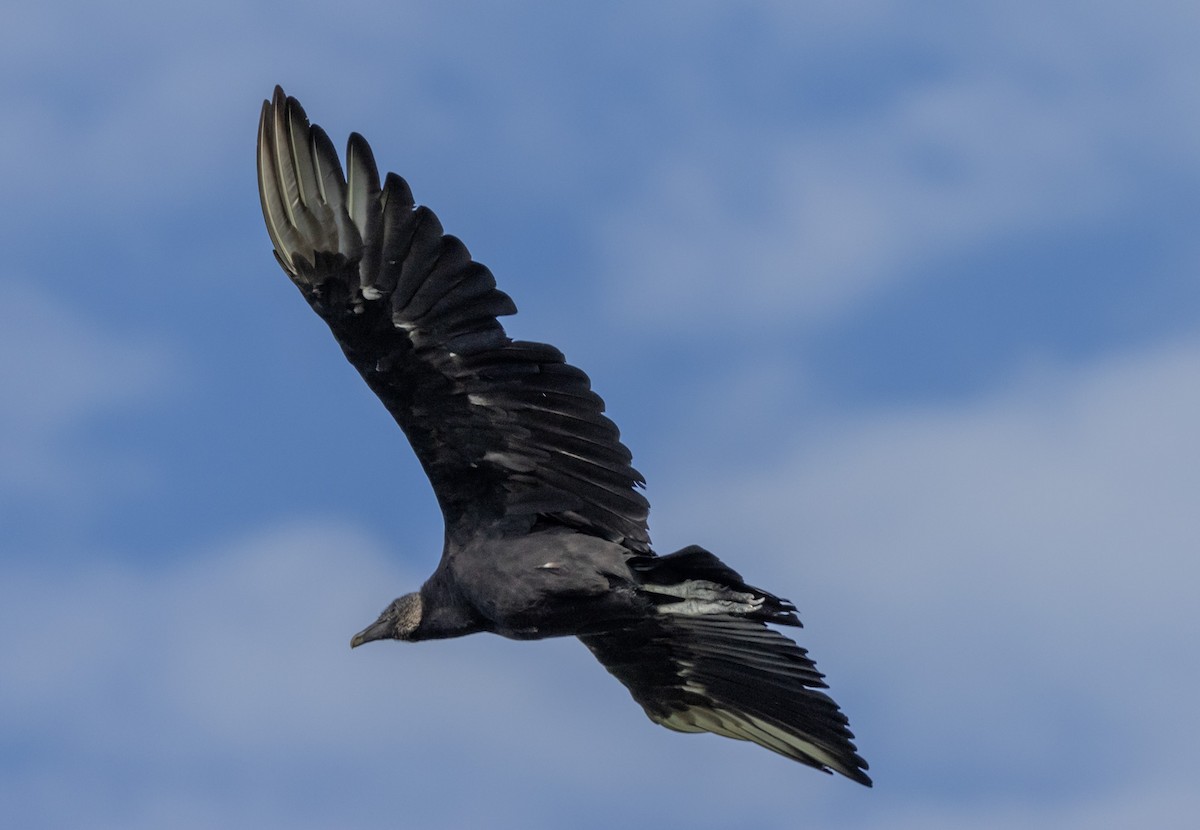 Black Vulture - ML621247515