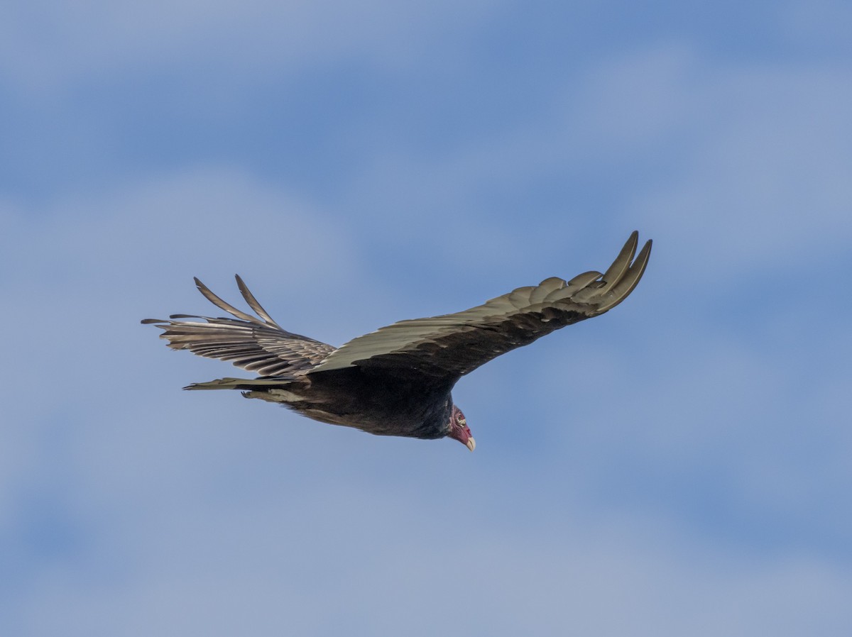 Turkey Vulture - ML621247526
