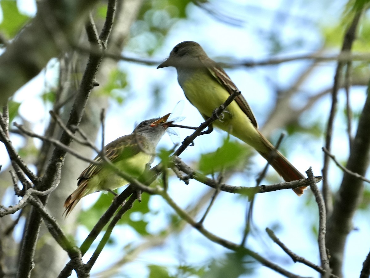 Great Crested Flycatcher - ML621247528