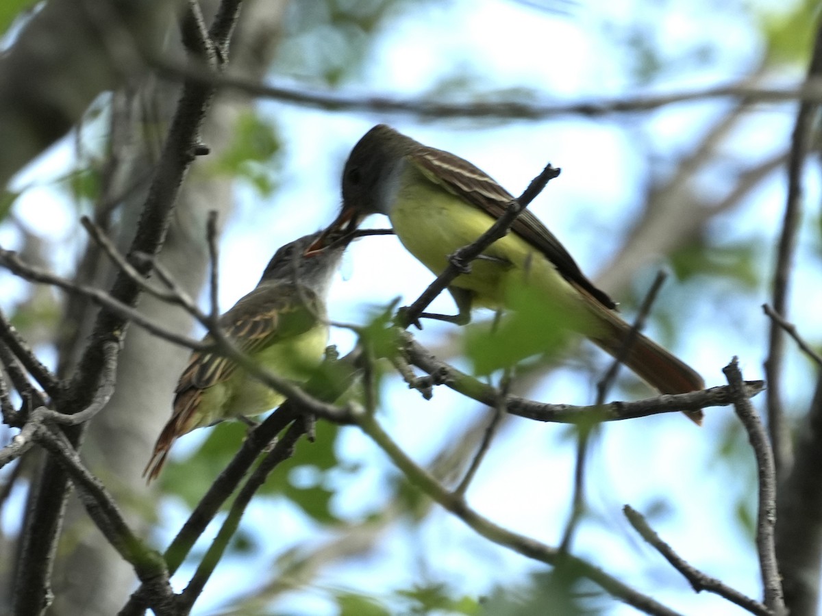 Great Crested Flycatcher - ML621247529