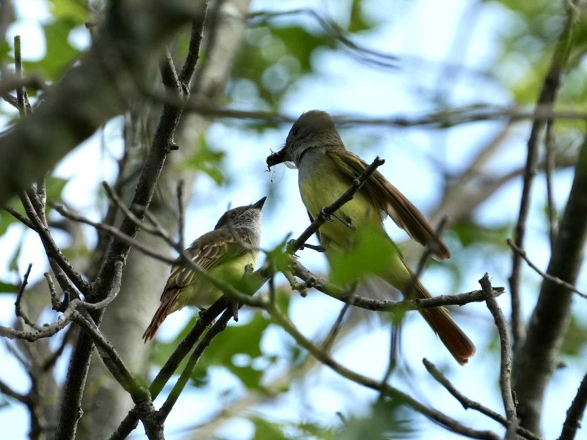 Great Crested Flycatcher - ML621247530