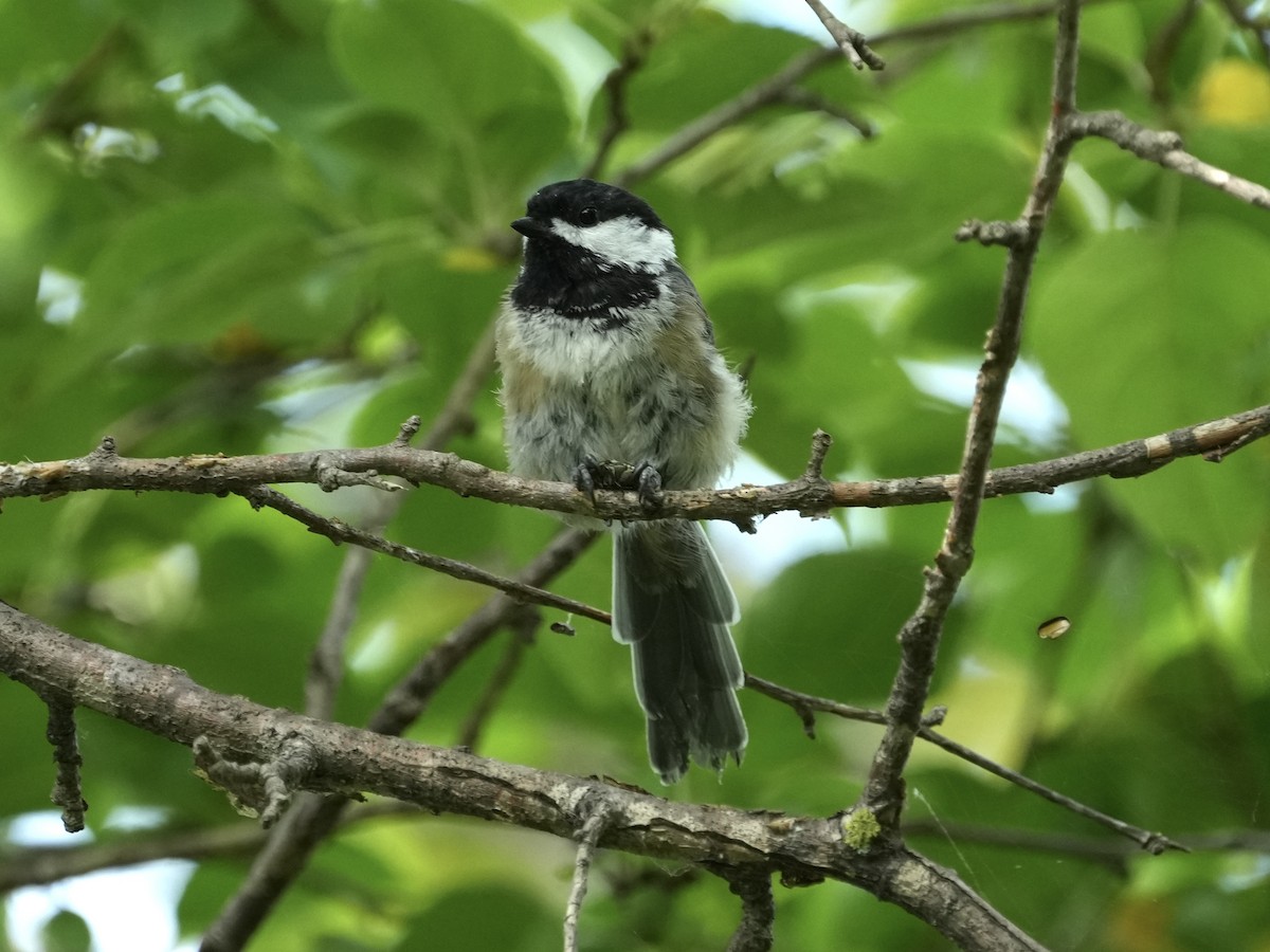 Black-capped Chickadee - ML621247549