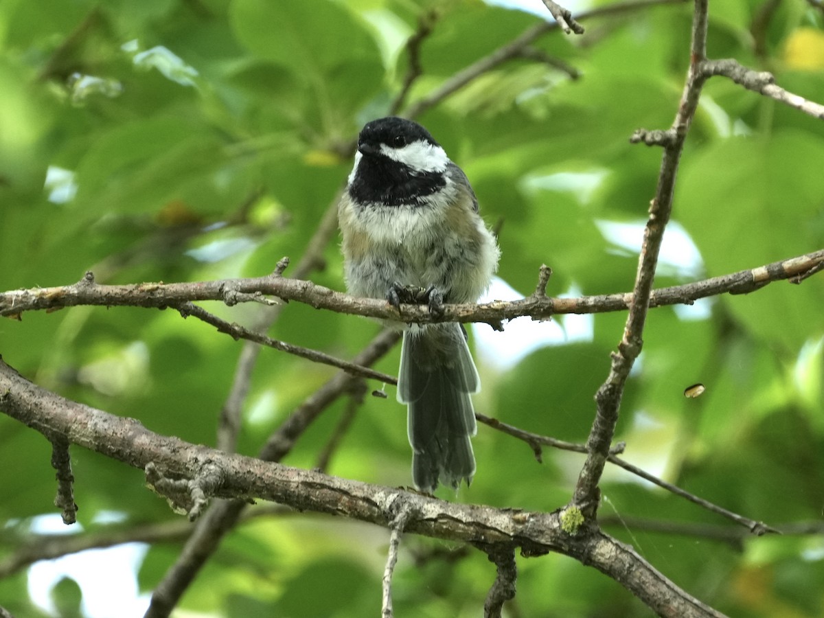 Black-capped Chickadee - ML621247550