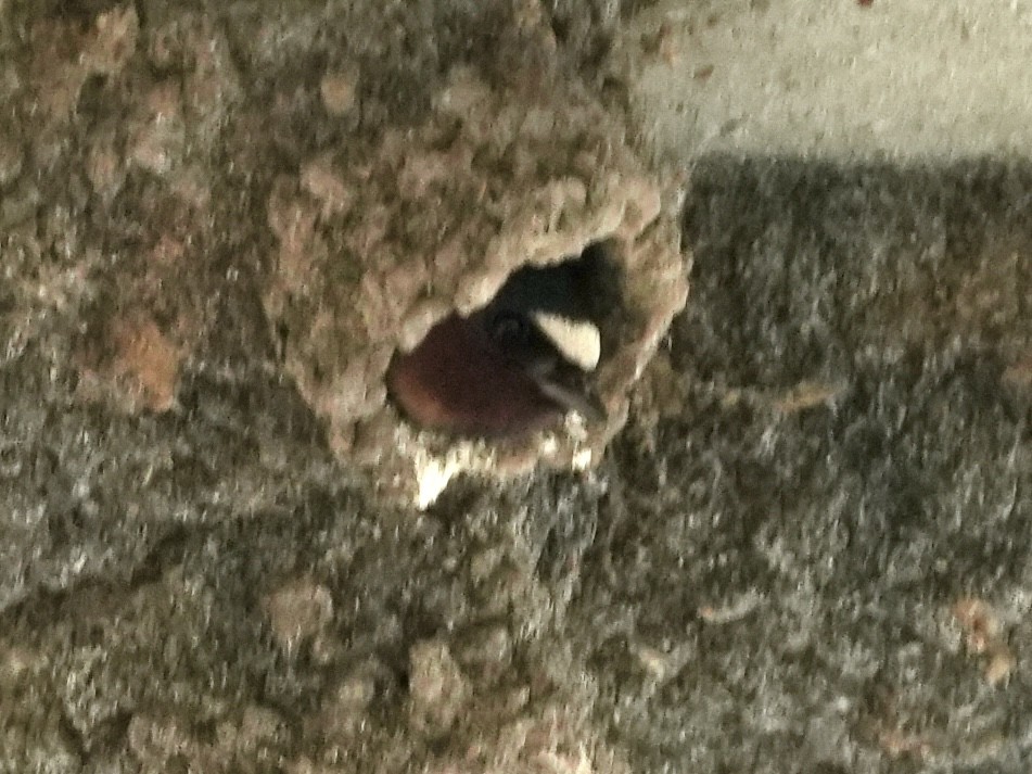 Cliff Swallow - ML621247555