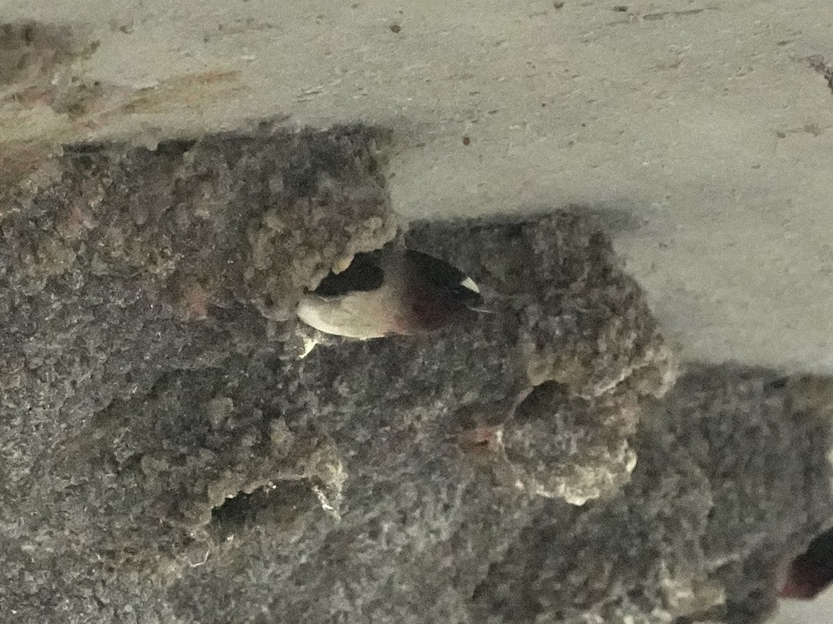 Cliff Swallow - ML621247556