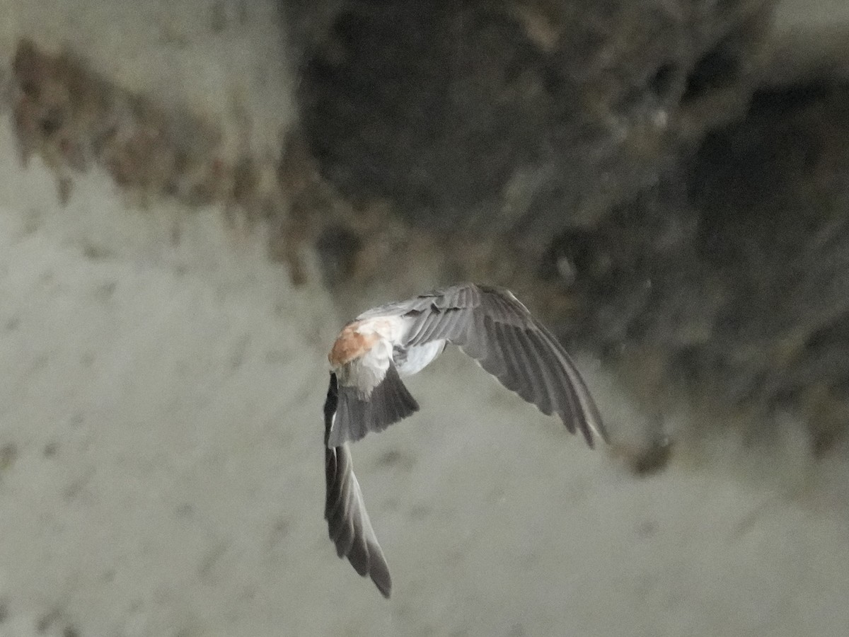 Cliff Swallow - ML621247557