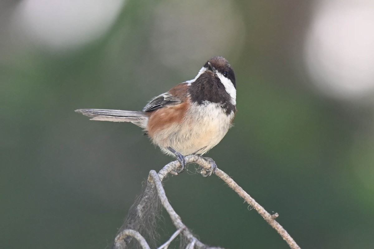 Mésange à dos marron - ML621247561