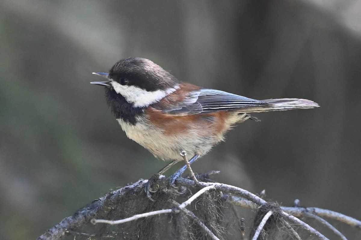 Mésange à dos marron - ML621247562