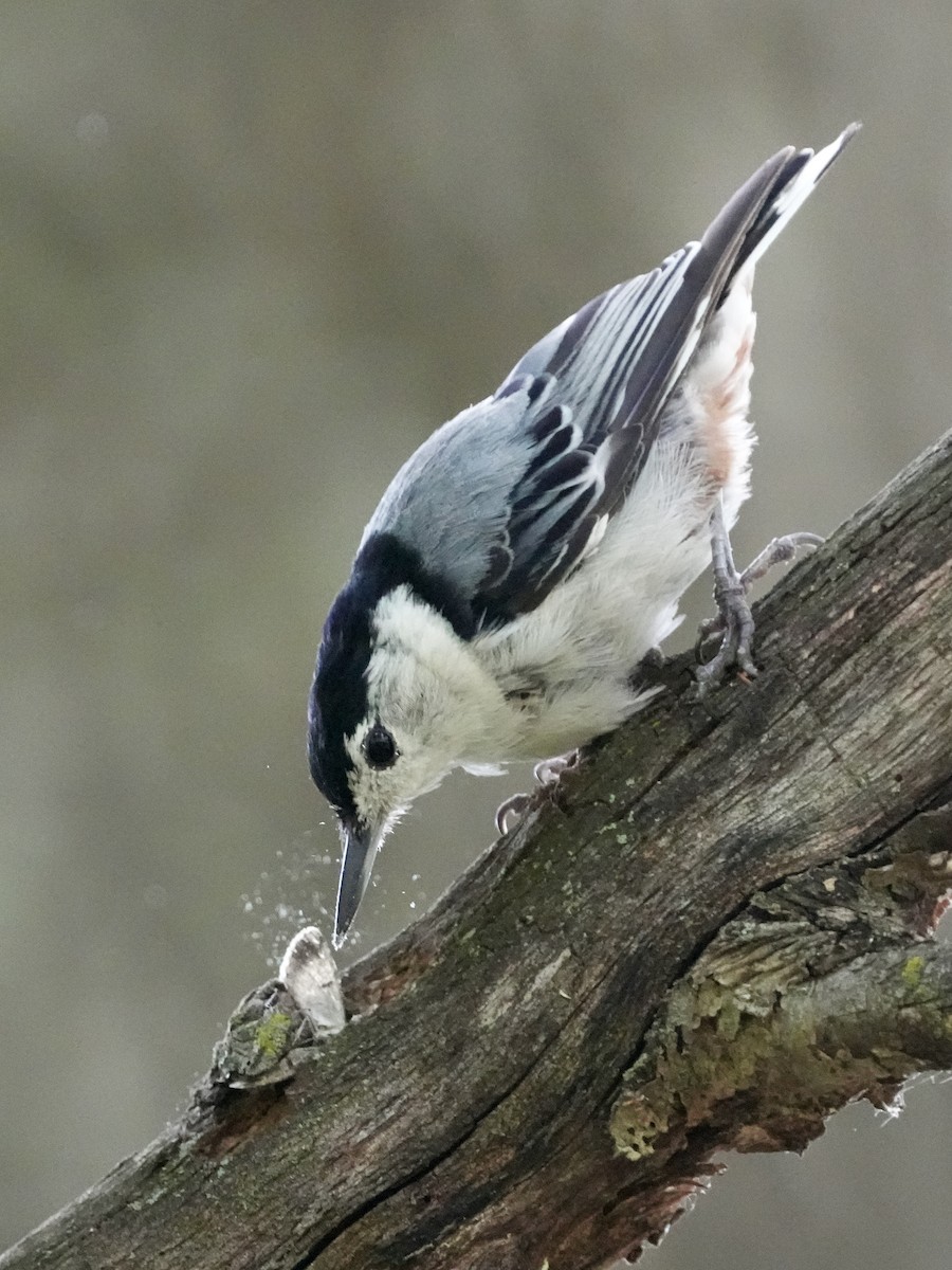 White-breasted Nuthatch - ML621247570
