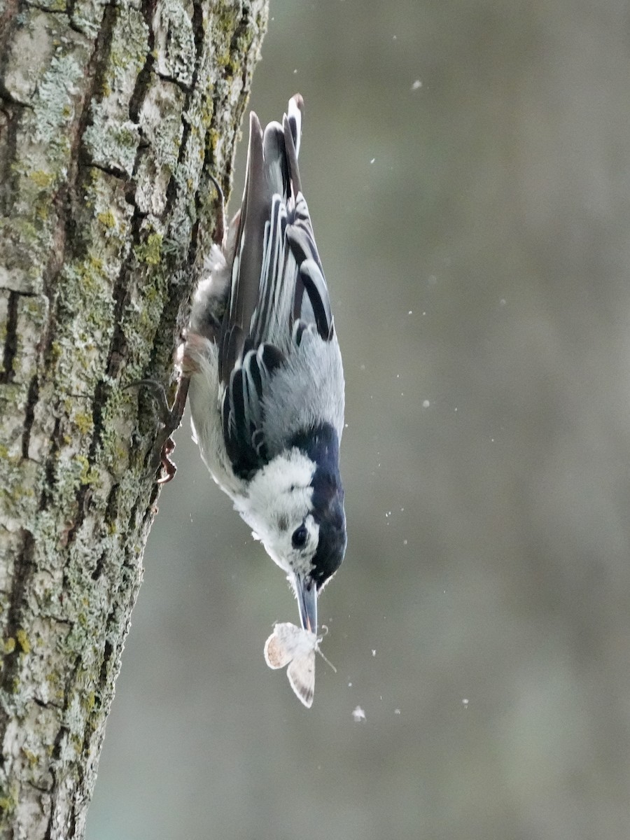 White-breasted Nuthatch - ML621247571