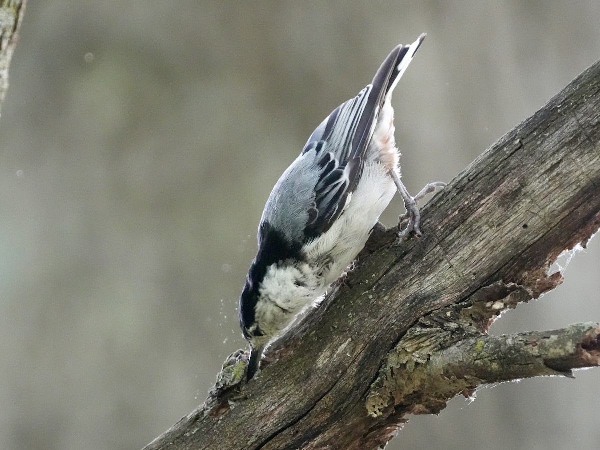 White-breasted Nuthatch - ML621247572