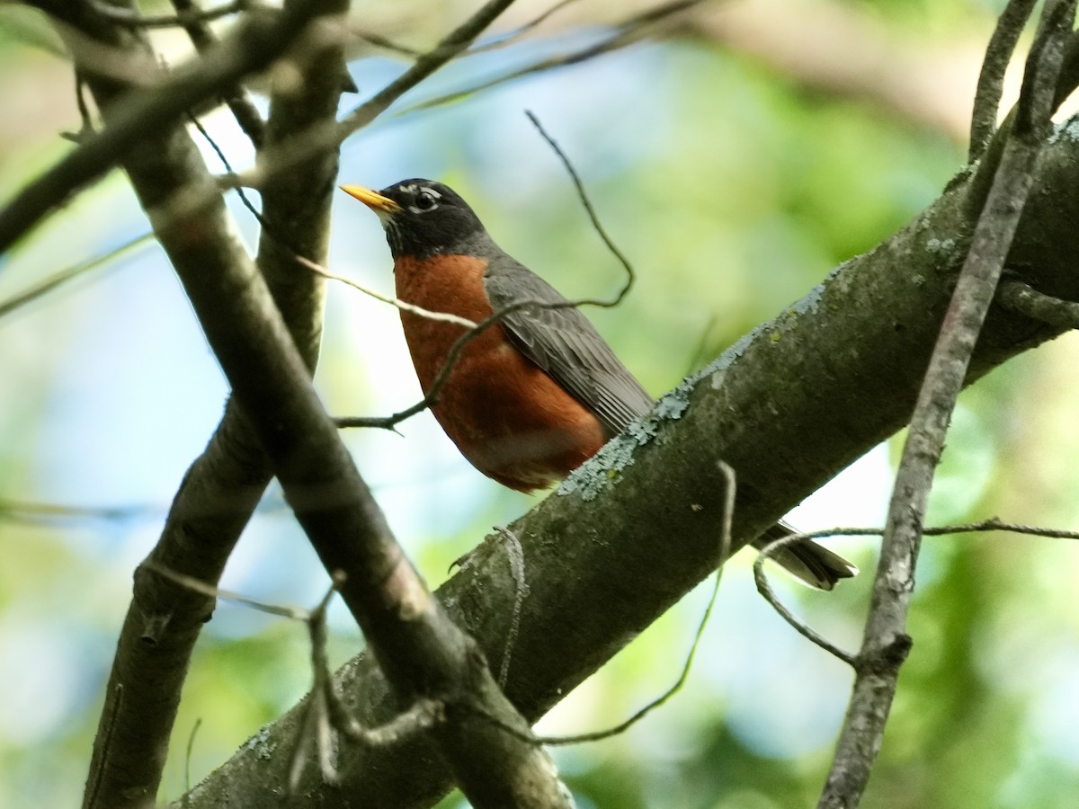 American Robin - ML621247588