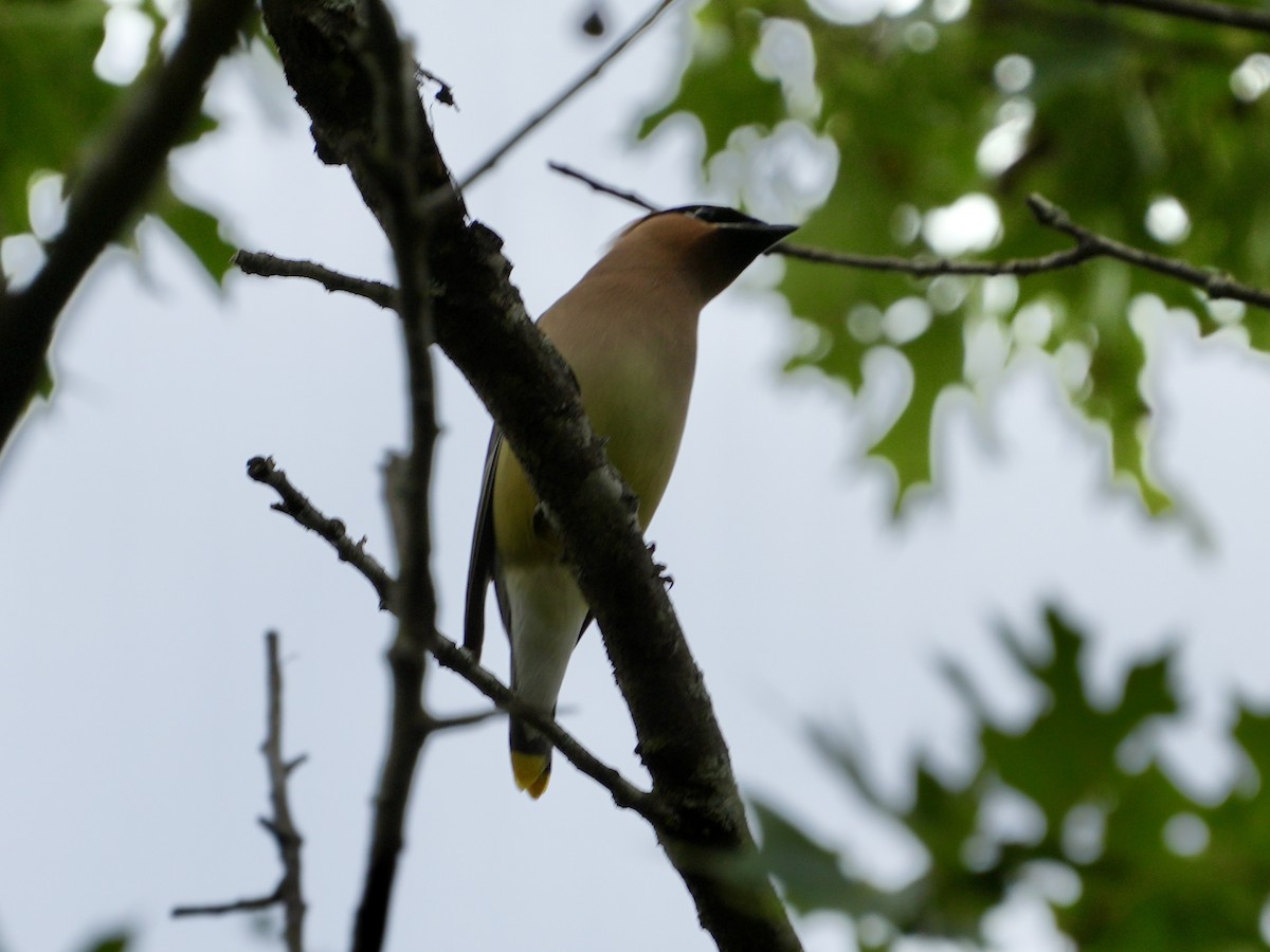 Cedar Waxwing - ML621247590