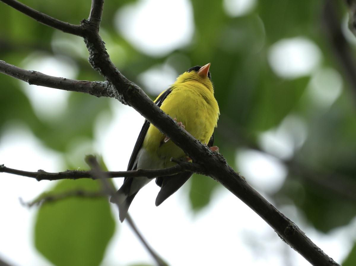 American Goldfinch - ML621247595