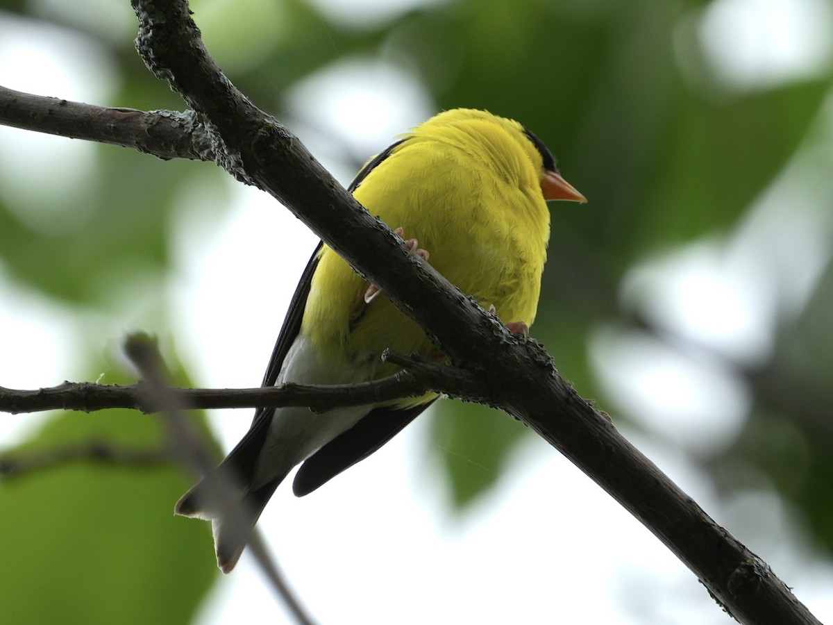 American Goldfinch - ML621247596