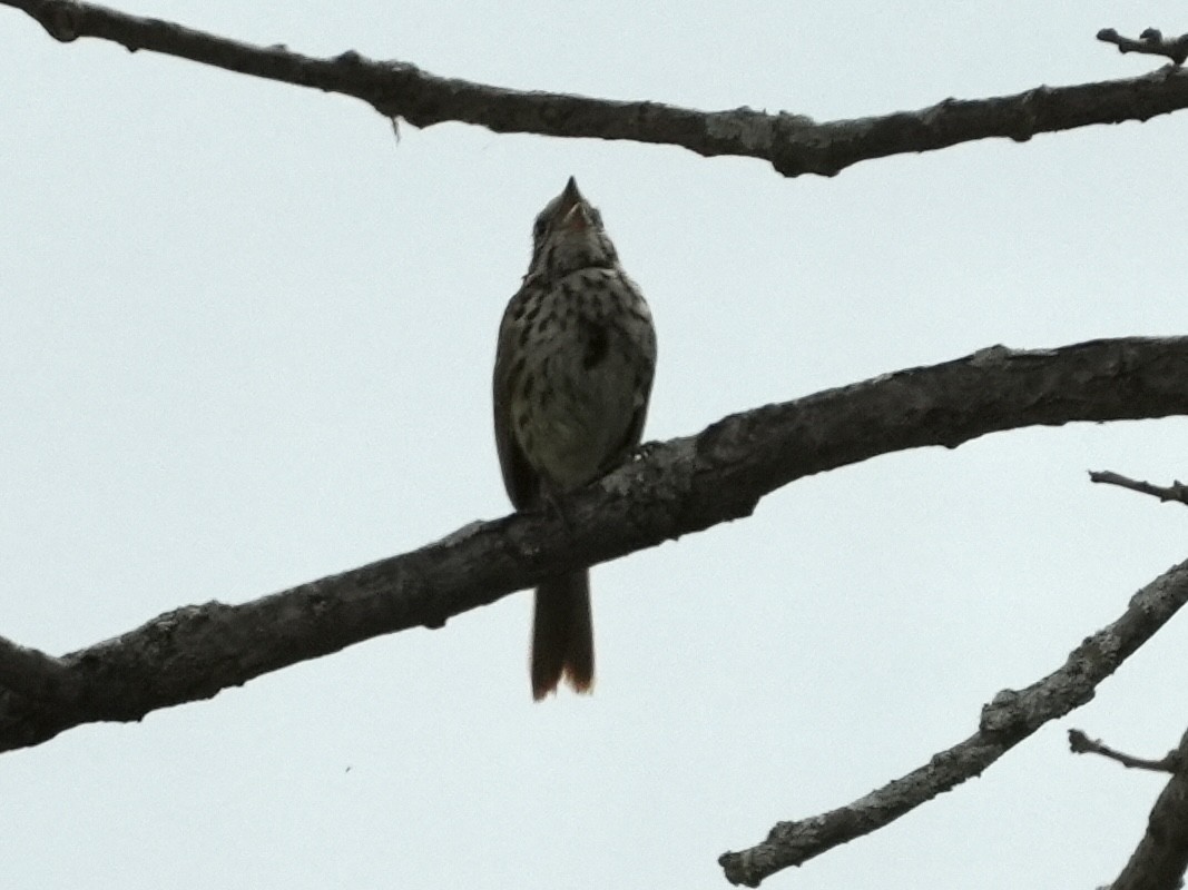 Song Sparrow - ML621247606