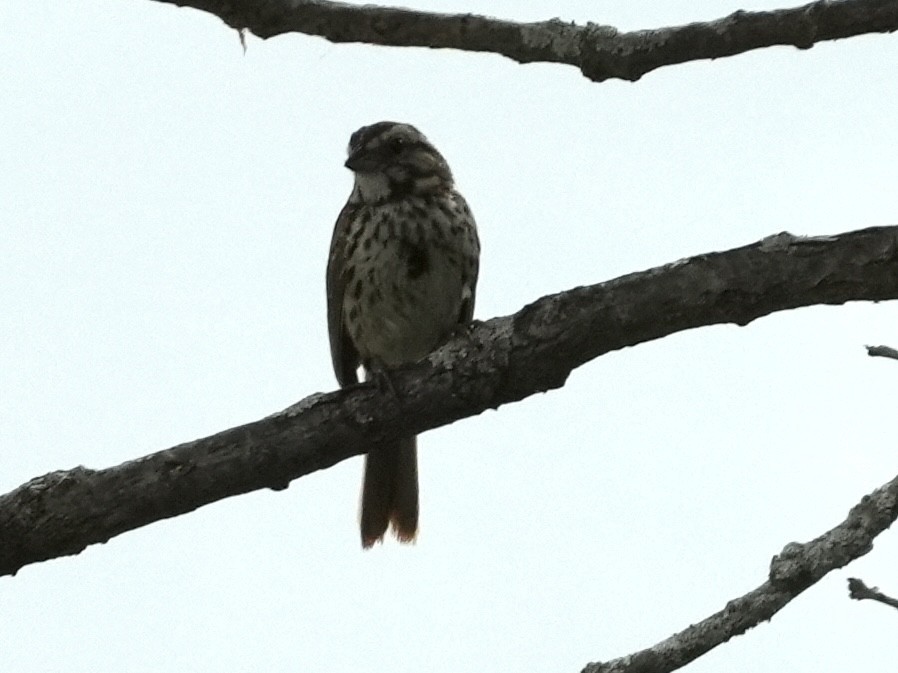 Song Sparrow - ML621247607