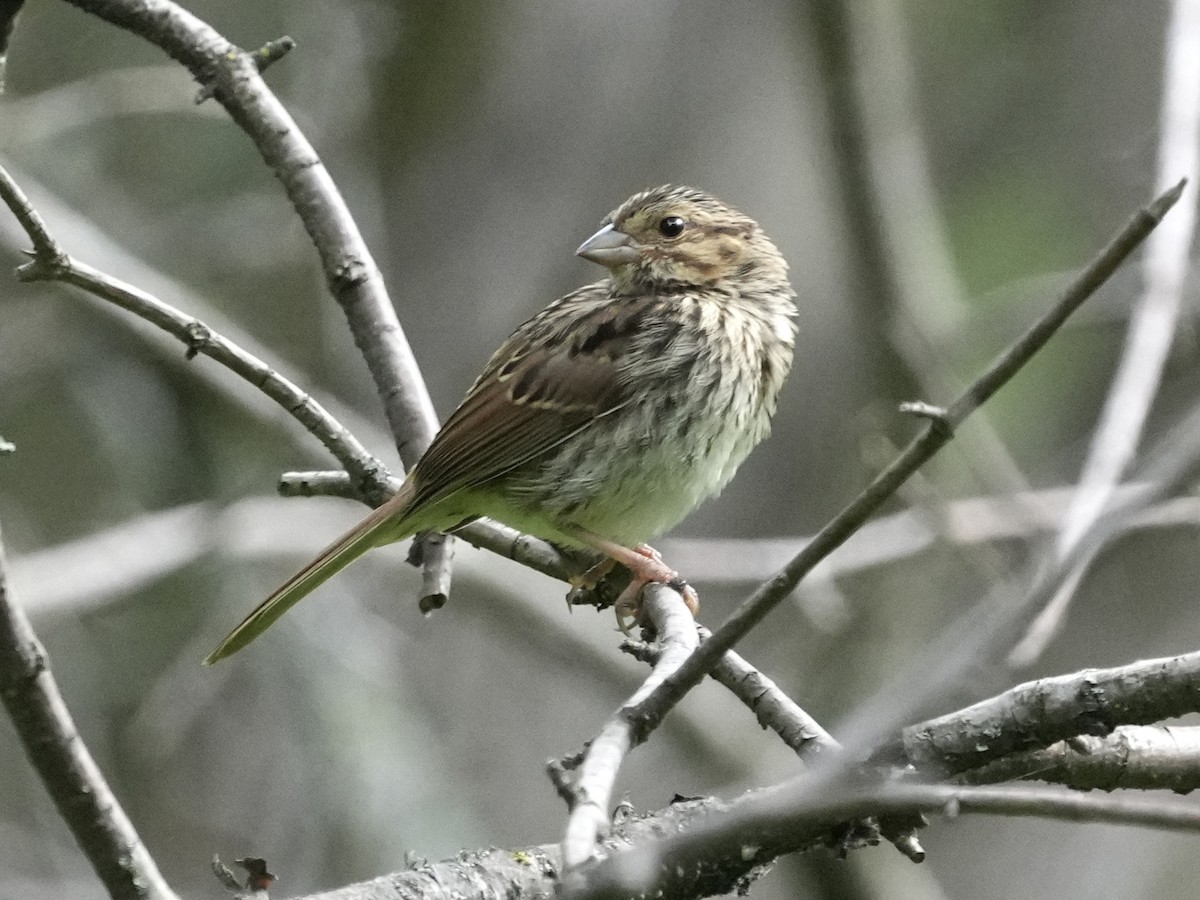 Song Sparrow - ML621247608