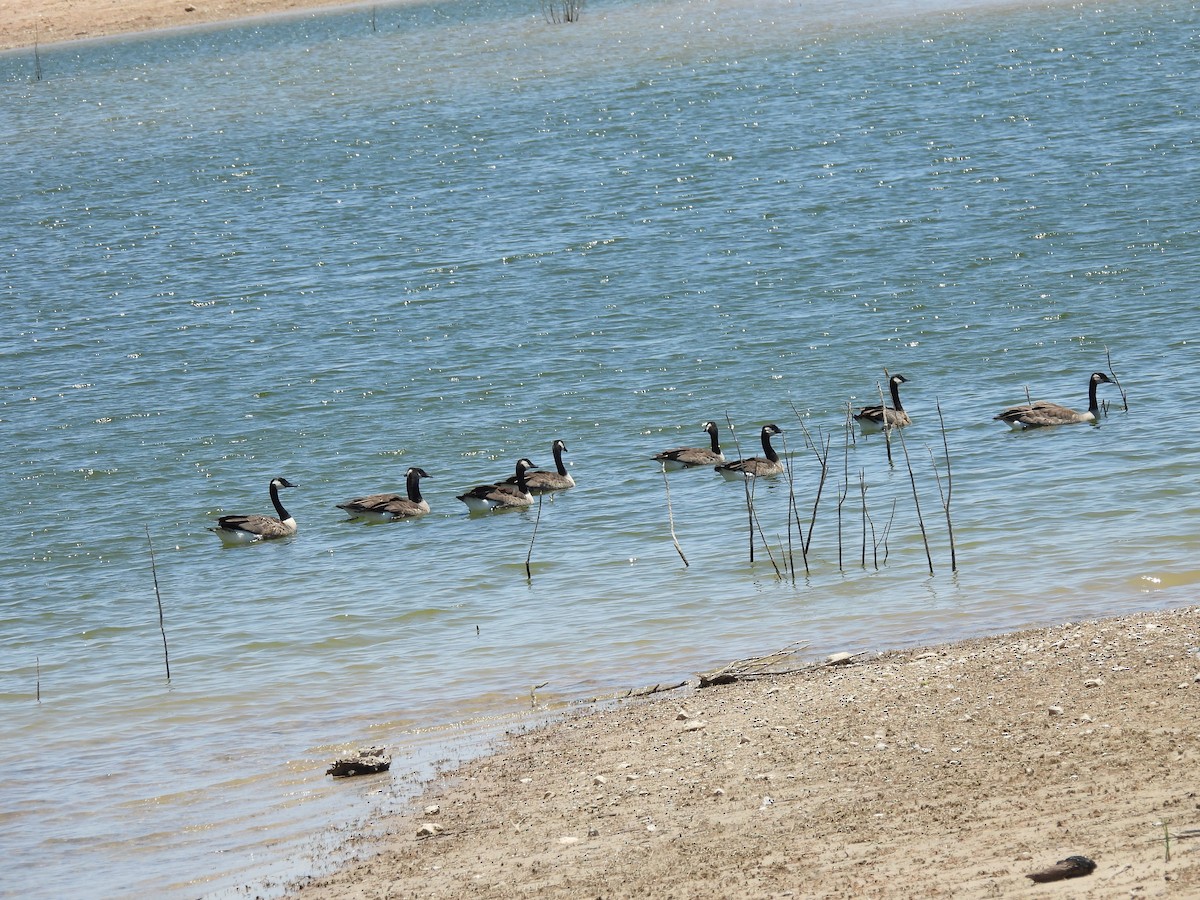 Canada Goose - ML621247613